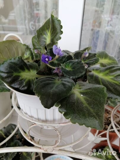 Фиалки комнатные