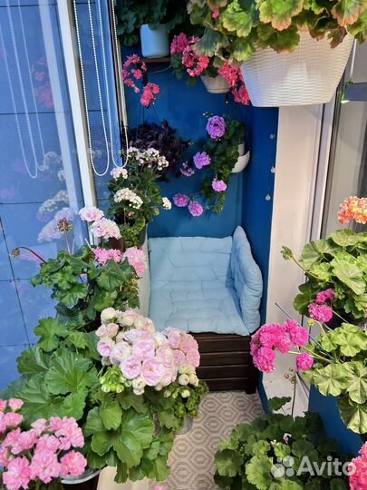 Сортовая пеларгония