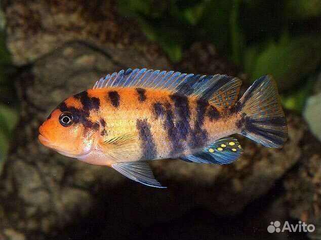 Цихлида красная зебра