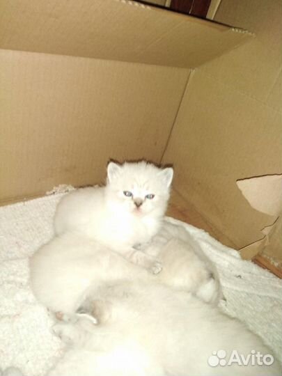 Шотландские котята