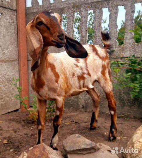 Англо нубийские козочки