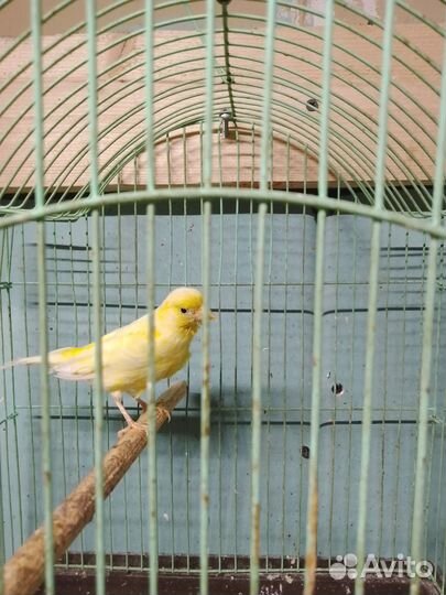 Канарейка самка