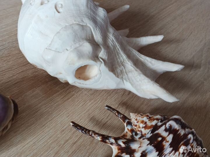 Морские ракушки раковины большие