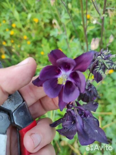 Аквилегия укорененная п9