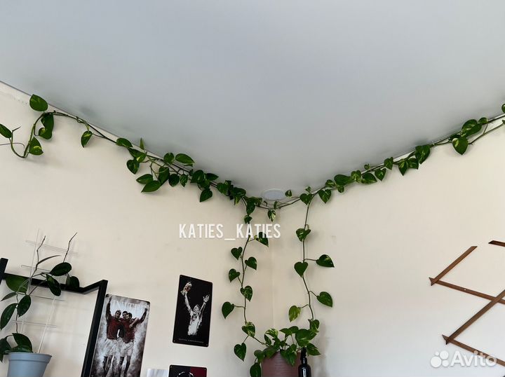 Сциндапсус треби, экзотика, эпипремнум