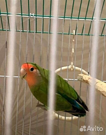 Попугай неразлучник с клеткой