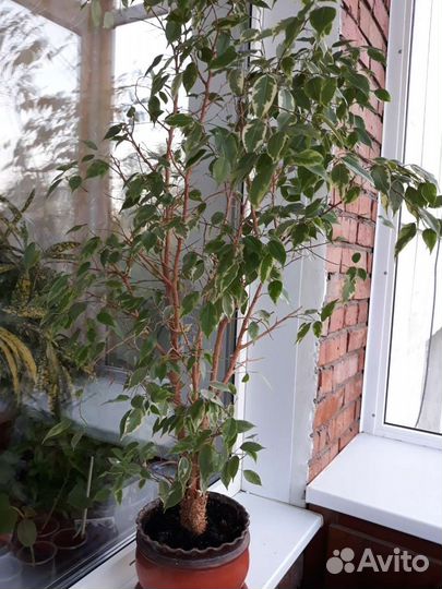 Фикус бенджамина