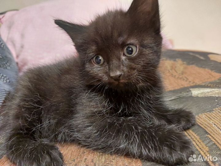 Пушистое чудо