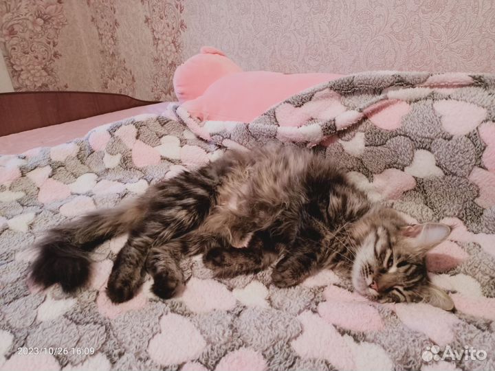 Мейн-кун кошка 10 мес