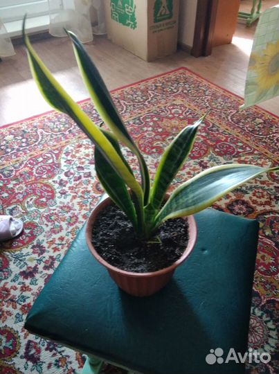 Цветы и черенки