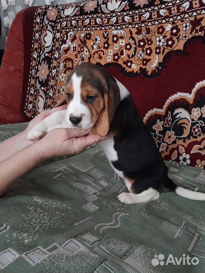 Щенки бигль