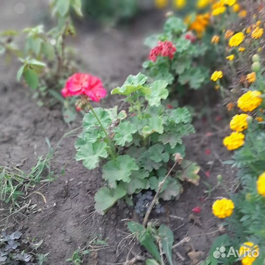 Садовые и комнатные цветы