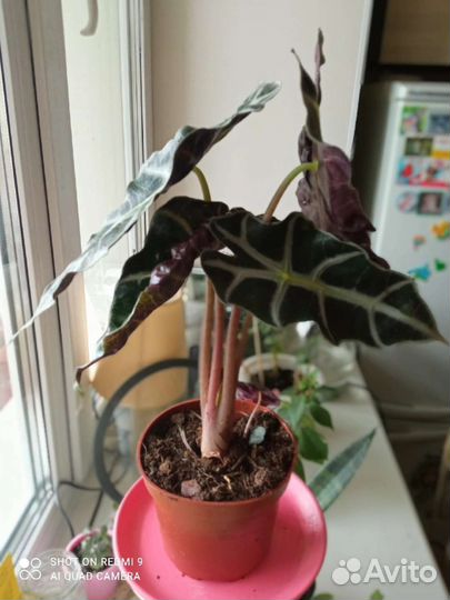 Аллоказия полли