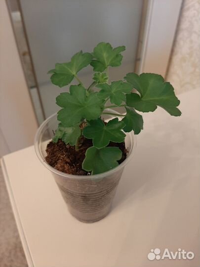 Пеларгония Тесс Влада