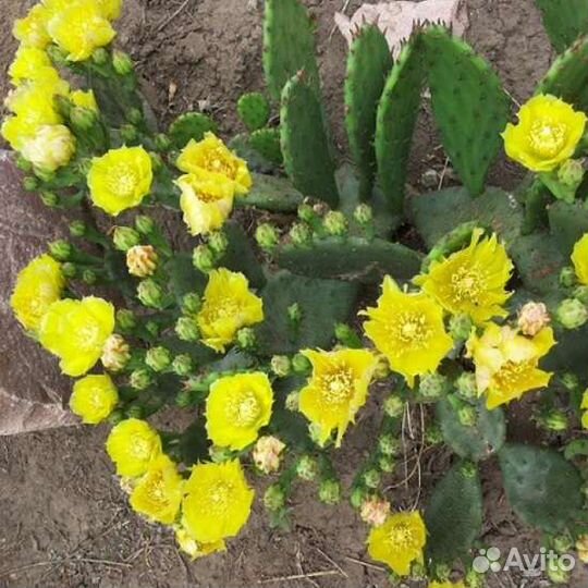 Опунция уличный кактус