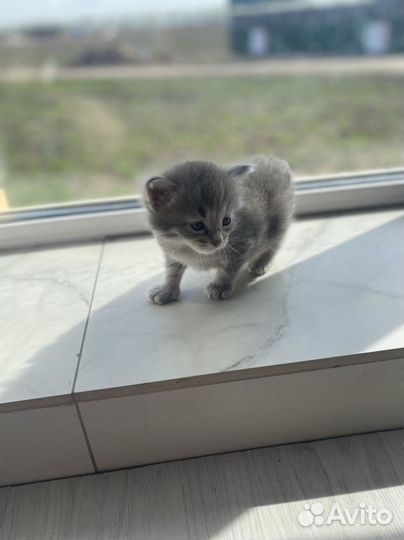 Отдаю котят