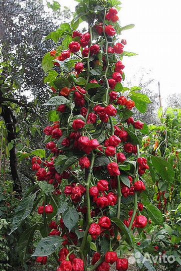 Семена редкого перца (дача, балкон,подоконник)
