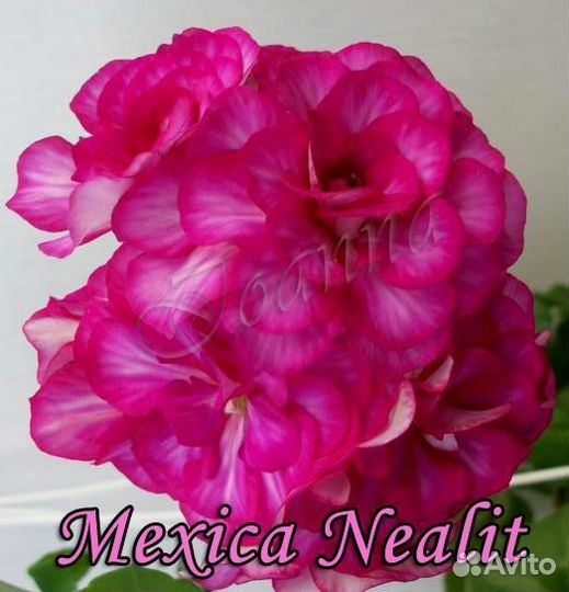 Пеларгонии сортовые (список внутри)