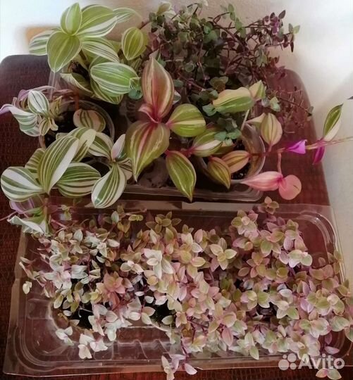 Домашние растения