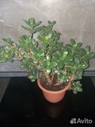 Денежное дерево толстянка