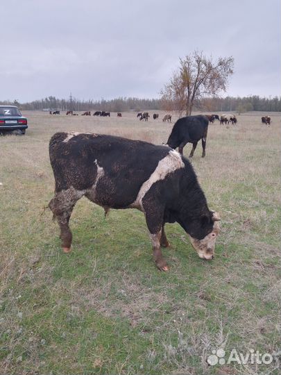 Быки на откорм