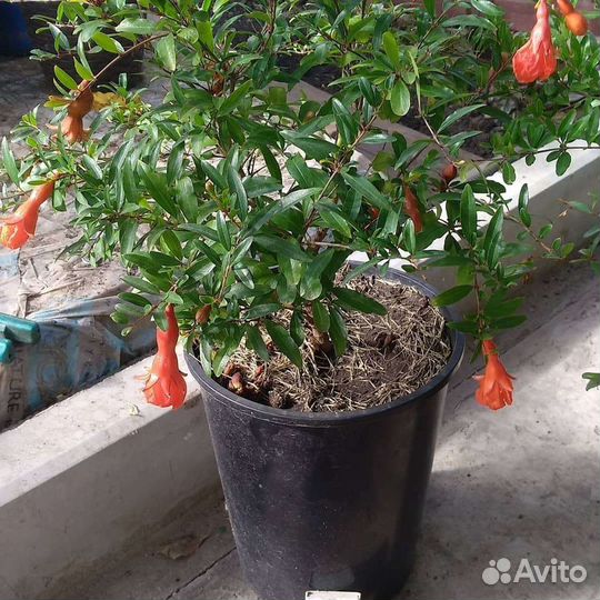 Гранат (Punica)