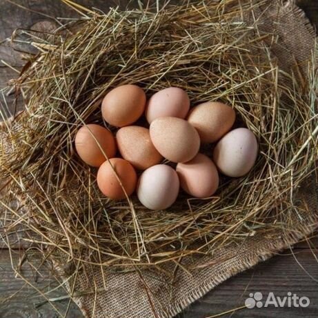 Яйцо домашнее