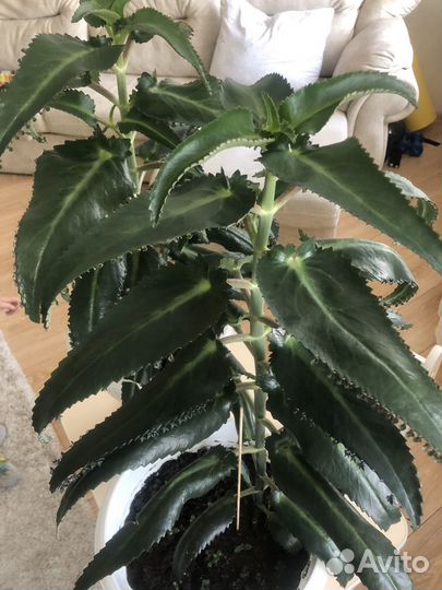 Каланхоэ лечебное