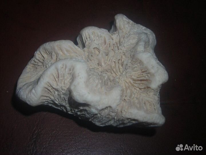 Морские кораллы разные