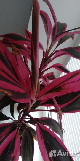 Кордилина мамбо