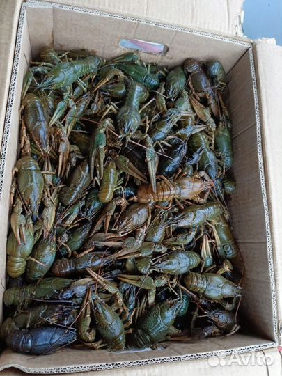 Раки опт и розница