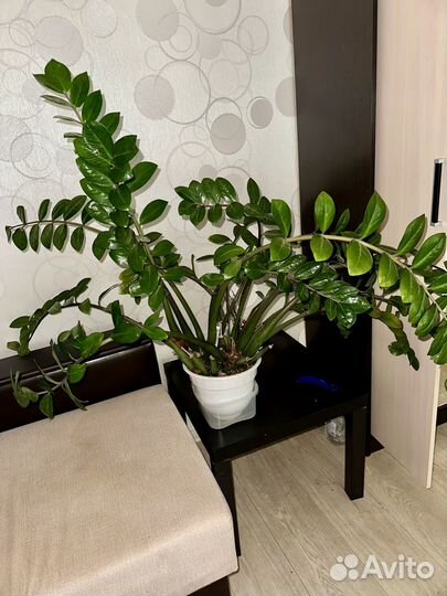 Замиокулькас