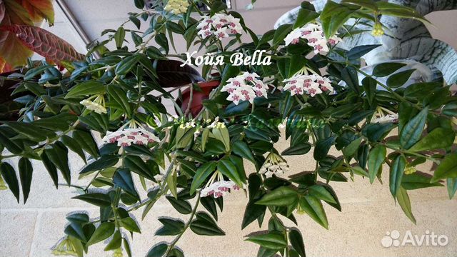 Хойя Bella, Tricolor(спорт) и Carnosa