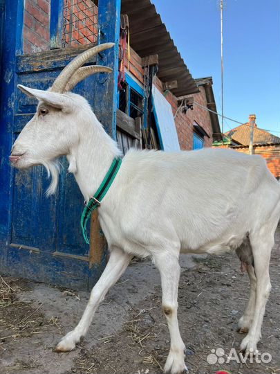 Коза и козёл