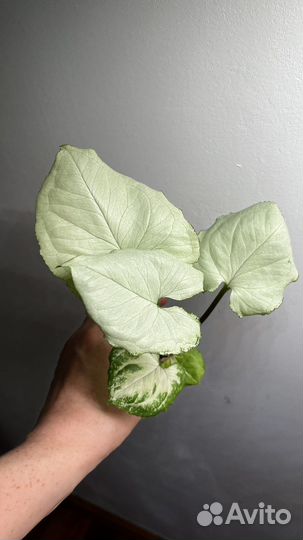 Сортовые сингониумы, обновленно 6 июля