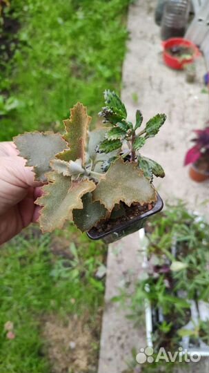 Суккуленты