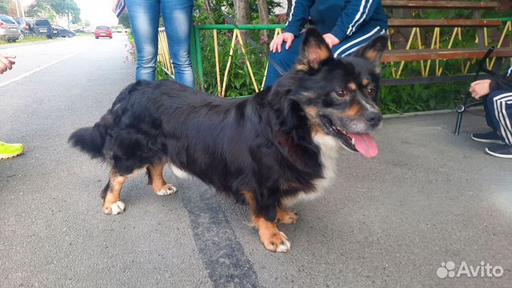 Пристраивается собака