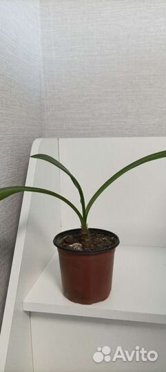 Гиппиаструм