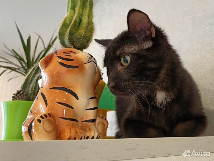 Котёнок- подросток