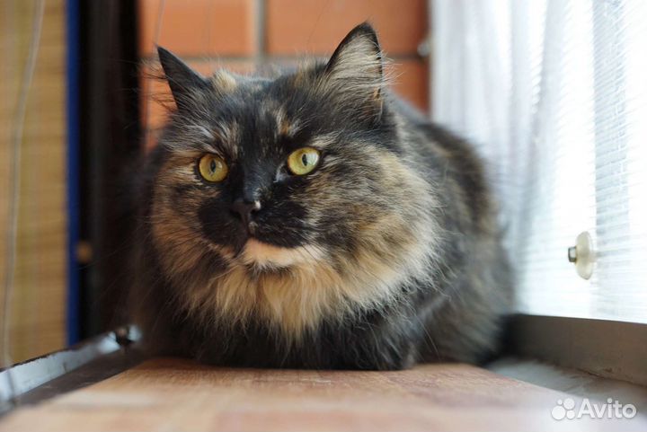 Елизавета ищет дом (волонтерская)