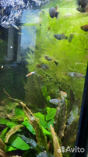 Пицилия, гуппи эндлера