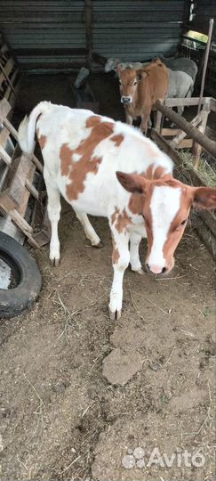 Тёлочки 6 месяцев