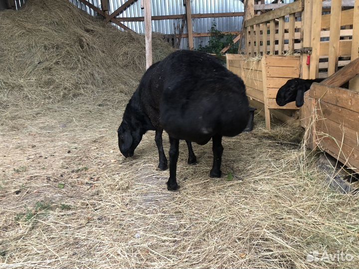 Гисар (кочкар)