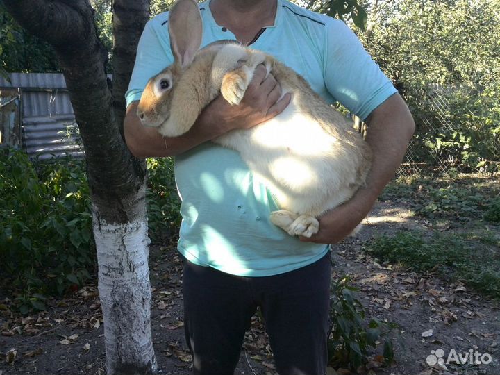 Кролики ризен немецкий великан