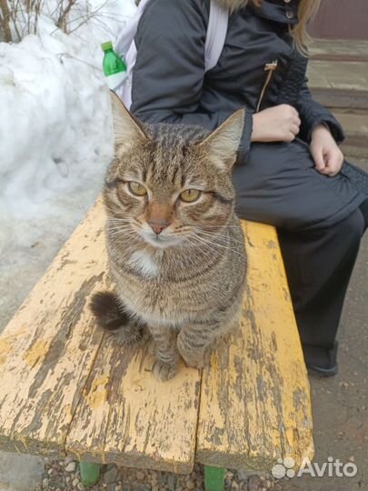 Котик