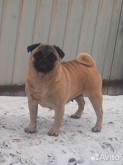 Щенки мопса