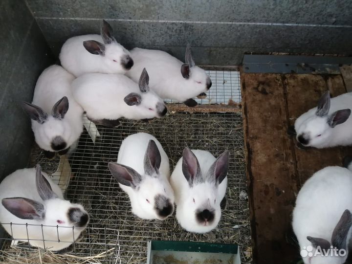 Калифорнийские кролики