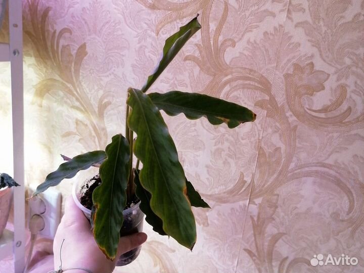 Калатея Руфибарба Вейв Стар