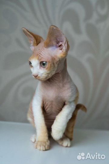 Котята девон-рекс