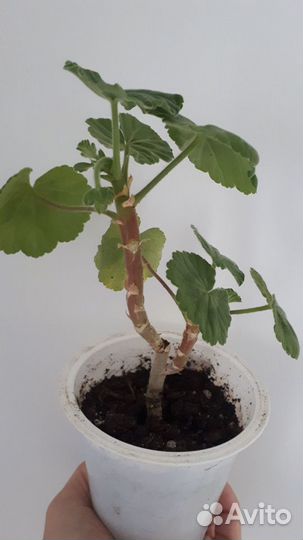 Пеларгония герань